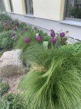 Stipa tenuissima und Tulpen